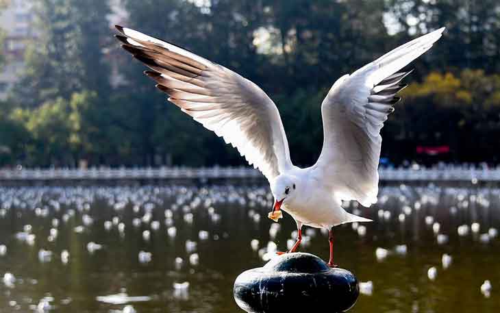 昆明翠湖公園的海鷗什么時候走，何時搬家？.jpg
