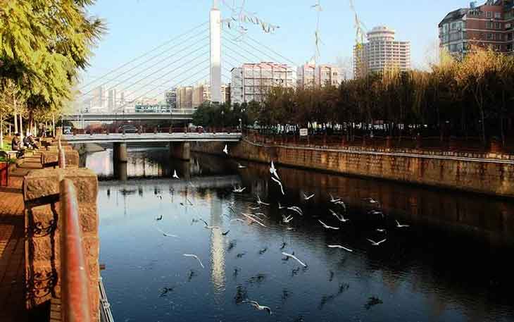 冬天去昆明哪里看海鷗？盤龍江得勝橋和雙龍橋.jpg