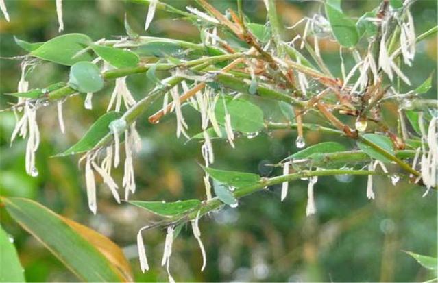 農(nóng)村俗語：“竹子開花，馬上搬家”，說的是啥意思？.jpg